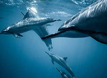 九游体育-山西啦啦队社媒分享舞蹈片段：又是一个变心10次循环播放的视频